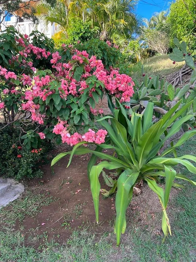 Chez Emmanuel Apartment Gros Islet Saint Lucia